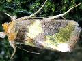 Közönséges aranybagoly (Plusia chrysitis)