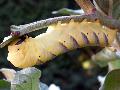 Halálfejes szender hernyója (Acherontia atropos)