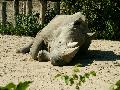Rinocrosz (Ceratotherium simum)