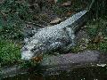 Aligtor (Alligator mississippiensis)